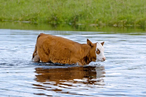 Cielę Krowy Hereford Pastwisku Wolnym Wybiegu Przechodzące Przez Potok — Zdjęcie stockowe