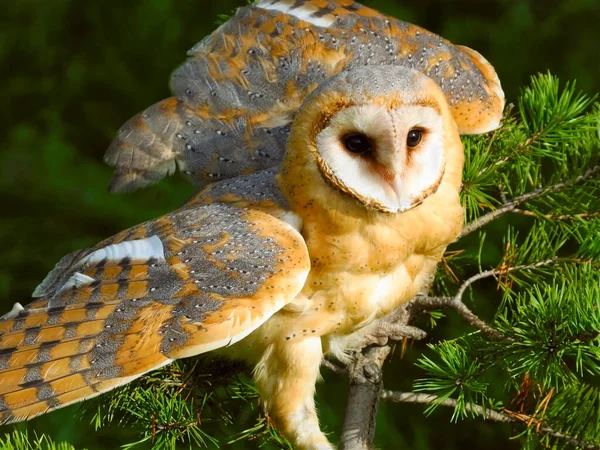 Alert Barn Owl Pine Tree Wings Spread Portrait Closeup — Stock Photo, Image