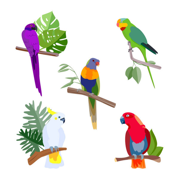 Set of tropical bright parrots. Exotic birds siiting on a branches. Modern Flat Vector illustration