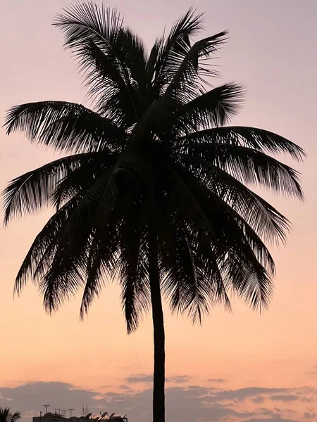 Kokosnussbaum Vor Der Abendkulisse — Stockfoto
