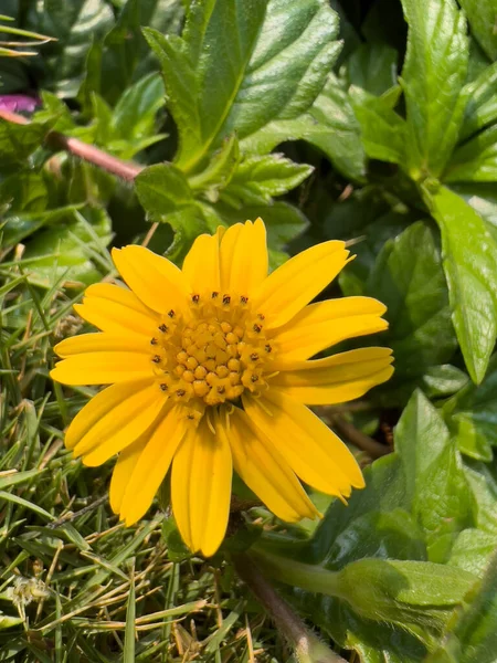 Fleur Jaune Sphagneticola Trilobata Dans Jardin — Photo