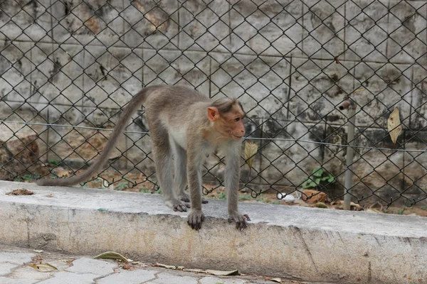 Bonnet Macaque Alias Südindischer Affe Streift Frei Öffentlichen Park — Stockfoto