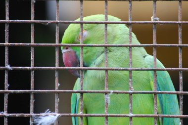 Parktaki hayvanat bahçesindeki kafeste yaşayan üzgün papağan.