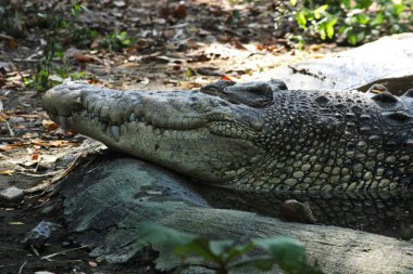 Parktaki su birikintisinde timsah manzarası