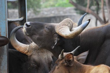 Vandalur hayvanat bahçesinde bir grup Gaur bizon boğası.