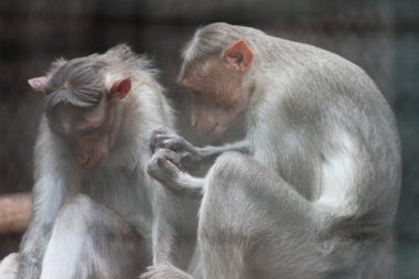 Vandalur Hayvanat Bahçesi, Chennai 'de bir çift başlık, Güney Hindistan maymunu oturuyor.