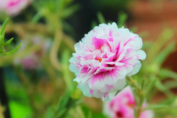背景がぼやけている家庭菜園でバラの頭が咲く風景 — ストック写真