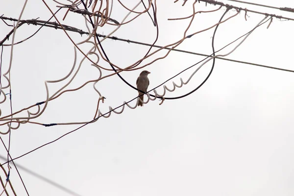 Ένα Αποδημητικό Πουλί Που Κάθεται Ένα Ηλεκτρικό Καλώδιο Πουλί Κάθεται — Φωτογραφία Αρχείου