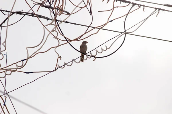 Flyttfågel Som Sitter Elkabel Fågel Sitter Elektrisk Tråd Staden Bakgrund — Stockfoto