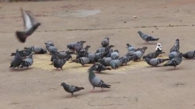 Tapınakta avlanan güvercin grubunun manzarası.