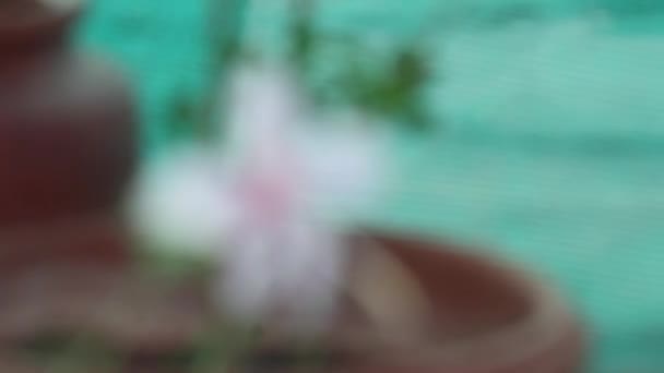 ホームガーデンに咲く白いハイビスカスの花を中心に動画 — ストック動画