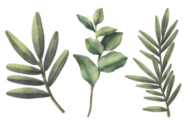  Beyaz arka planda izole edilmiş bir dizi suluboya tropikal dal. El çizimi suluboya çizimi. Yeşil yapraklar ve dal