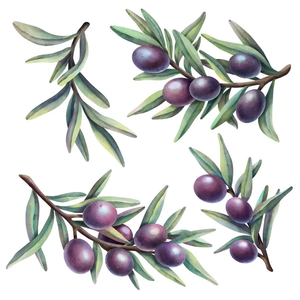 Watercolor set of olive branches with purple fruits. Hand painted illustration with purple olive fruit and tree branches isolated on white background.