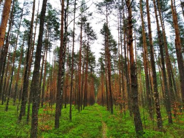 Yoğun, fazla gelişmiş, kozalaklı bir orman.