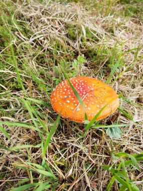 Ormanda kocaman bir mantar taburesi.