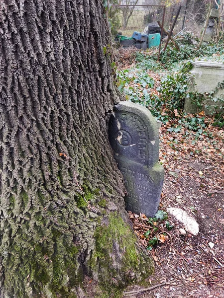 Alter Grabstein Von Baum Verschluckt — Stockfoto