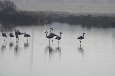 Bela reflejada en rosa