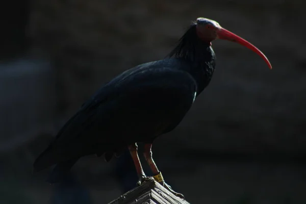 Ibis Negro Con Pico Rojo — Fotografia de Stock