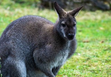 Kangoroo Avustralya Vahşi Yaşam güneşli günün tadını çıkarıyor 