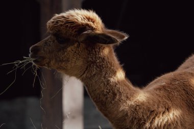 Güneşli bir günde yeşil tarlada kahverengi alpaka başına yakın çekim