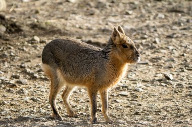 Patagonya Cavy Mara Dolichotis patagonum 'u güpegündüz.