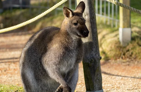 Kangoroo Австралия дикая жизнь наслаждаясь солнечным днем — стоковое фото