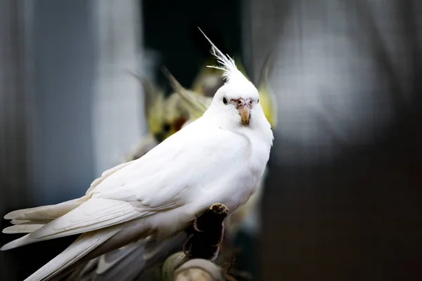 Cacatúa de loro blanco se sienta en una rama de árbol. Hermosos colores. — Foto de Stock