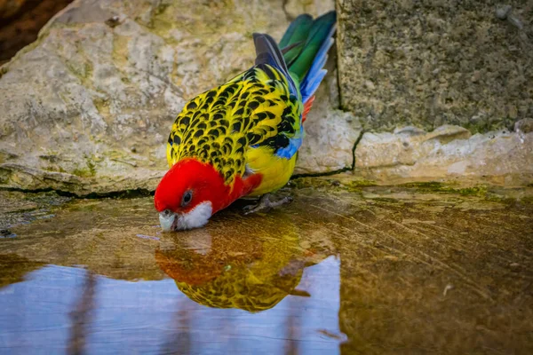 Východní Rosella. Australský papoušek pije na břehu. Royalty Free Stock Fotografie