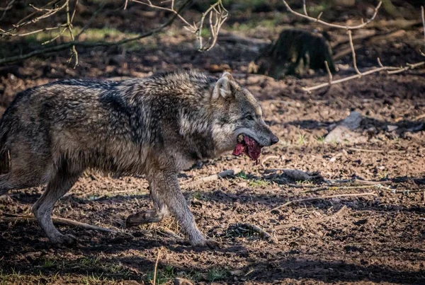 Lupo selvatico nella foresta che si è preso un po 'di carne. — Foto Stock