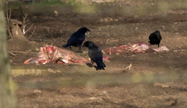 Divoké vrány a havrani jedí ze zvířat Stock Obrázky