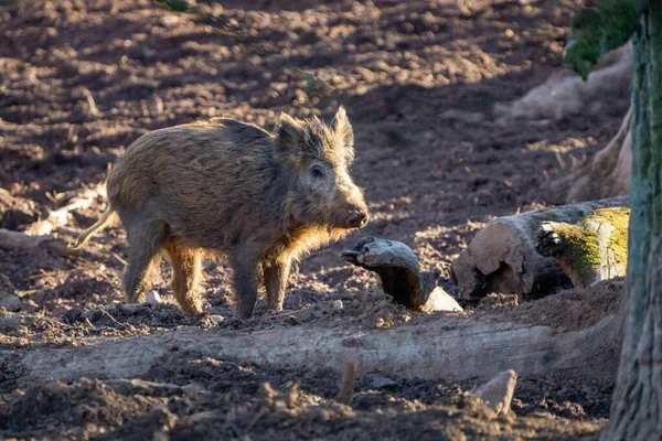 Jeune sanglier sauvage en forêt d'automne à la recherche de nourriture — Photo