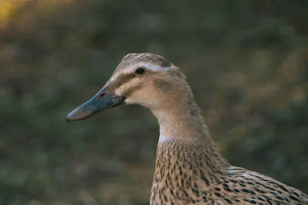 Close up of a wild duck with brown feathers in the summer — Stock Photo, Image