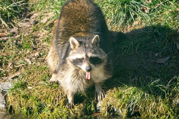 Cute racoon drinking water and sticking out its tounge — Stock Photo, Image