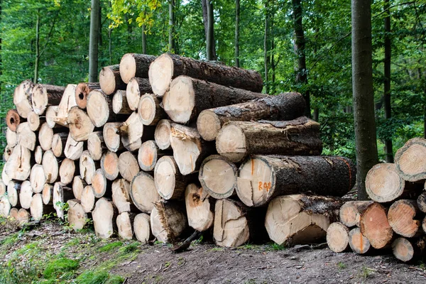 Logs Madeira Com Floresta Fundo Troncos Árvores Cortadas Empilhadas Primeiro — Fotografia de Stock