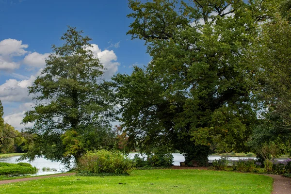 Holländische Sommerlandschaft Mit Bäumen Grünem Gras Und Wolkenlosem Blauen Himmel — Stockfoto