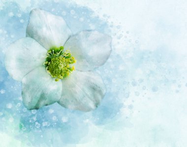 Noel gülü Carol 'un suluboya resmi - Latince adı Helleborus Niger. Botanik illüstrasyon.