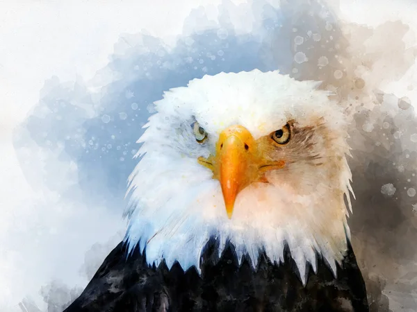Aquarel Schilderij Van Een Amerikaanse Kale Adelaar Symbool Roofdier Vogel — Stockfoto