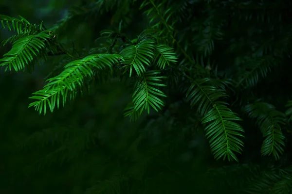 Zelená Větev Borovice Zblízka — Stock fotografie