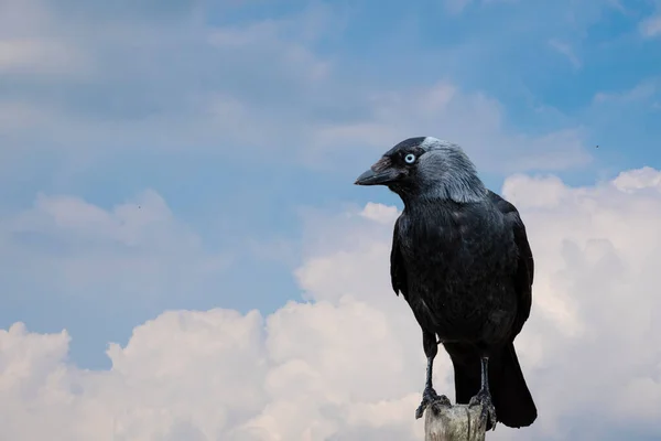 Common Raven Sentado Una Cerca Madera Cerca —  Fotos de Stock