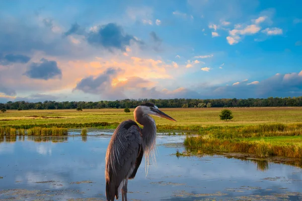 Zbliżenie Strzał Great Blue Heron Ptaka Jeziorze Letni Wieczór — Zdjęcie stockowe