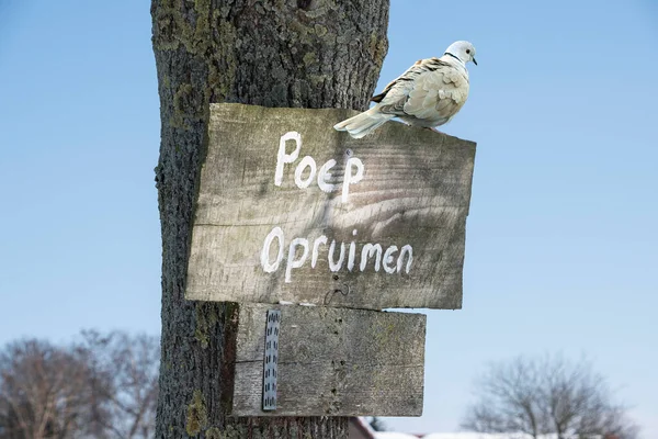 Duif Zit Een Schild Met Tekst Opruimen Poep — Stockfoto