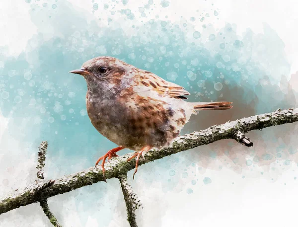 Wren Warna Air Tangan Dicat Burung Terisolasi Pada Latar Belakang — Stok Foto