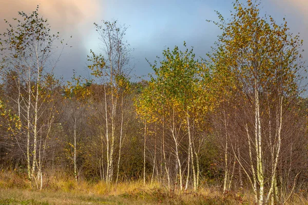 Árboles Abedul Bosque Otoño Con Hojas Amarillas Suelo Fondo Tranquilo —  Fotos de Stock