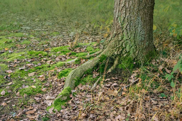 Moosbewachsene Baumwurzeln Baumwurzeln Winterwald — Stockfoto