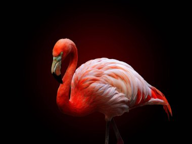 Amerikan flamingosu (Phoenicopterus ruber), siyah arka planda izole edilmiştir. Büyük flamingo türleri Karayip flamingosu olarak da bilinir.