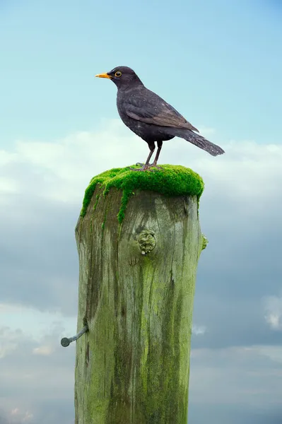 Blackbird Está Parado Una Vieja Cerca Erosionada —  Fotos de Stock