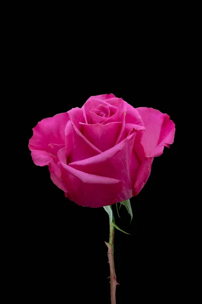 Pink Rose Flower Closeup Summer Flower Isolated Black Background — Stock Photo, Image