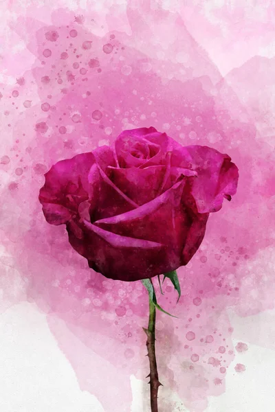 Dibujo Acuarela Una Vibrante Flor Rosa Arte Botánico Elemento Decorativo —  Fotos de Stock