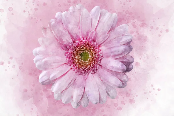 Aquarelle Représentant Une Fleur Marguerite Africaine Rose Illustration Florale — Photo