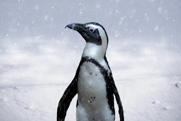 Pingüino Africano Spheniscus Demersus Nieve También Conocido Como Pingüino Idiota — Foto de Stock